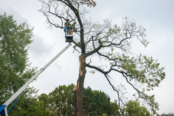 Best Palm Tree Trimming  in Union Springs, AL
